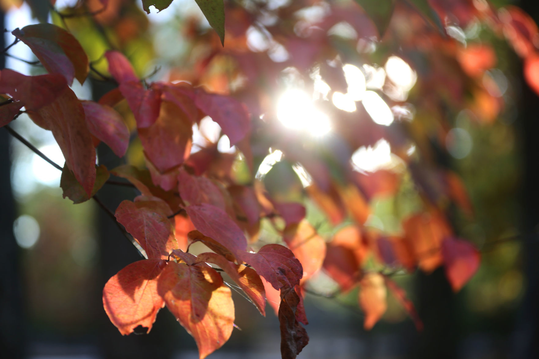 102519_nws_fallfoliage